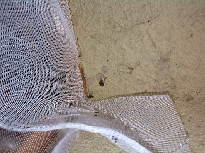 Steatoda triangulosa + ovisacchi - Galliera (BO)